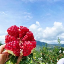 四川突尼斯软籽石榴电商对接超市发市场新鲜货口感好水分足