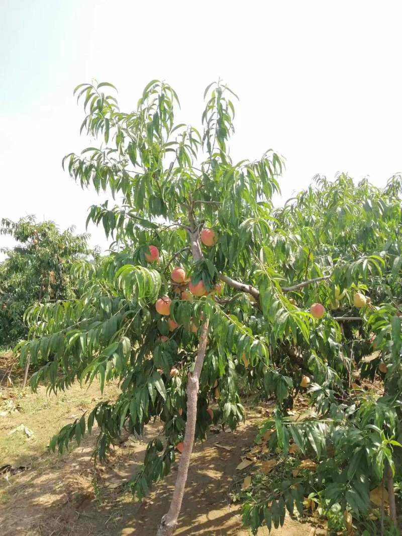 精品肥桃专卖，价格真实产地直发量大从优欢迎选购