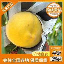 精品锦绣黄桃大量供应中糖度高保质保量对接商超市场等