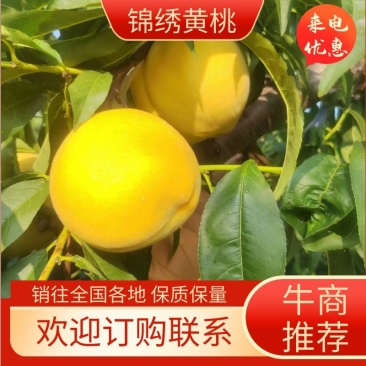 山区沙土地套袋锦绣黄桃大量上市口感香甜多汁量大优惠