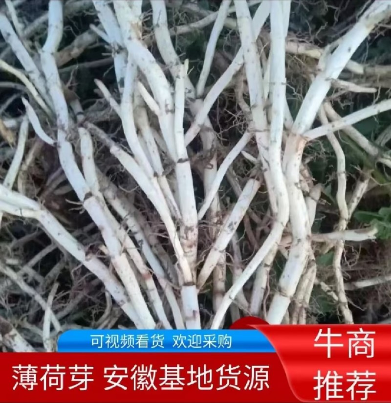 薄荷芽薄荷根产地直销，大量供货提供种植技术