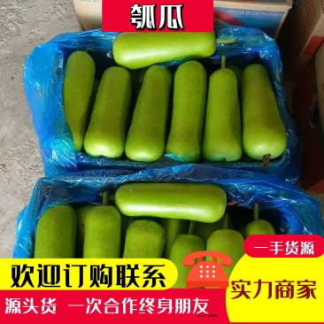 【牛商推荐】千亩瓠子夜开花精品货诚信实惠可视频看货