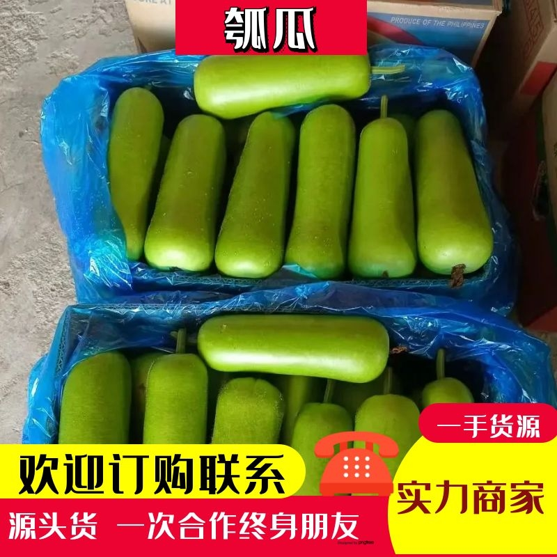 【牛商推荐】千亩瓠子夜开花精品货诚信实惠可视频看货