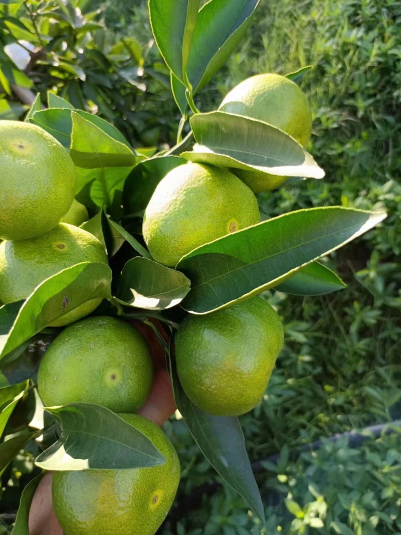 特早蜜橘大量上市对接电商市场质量保证欢迎来电洽