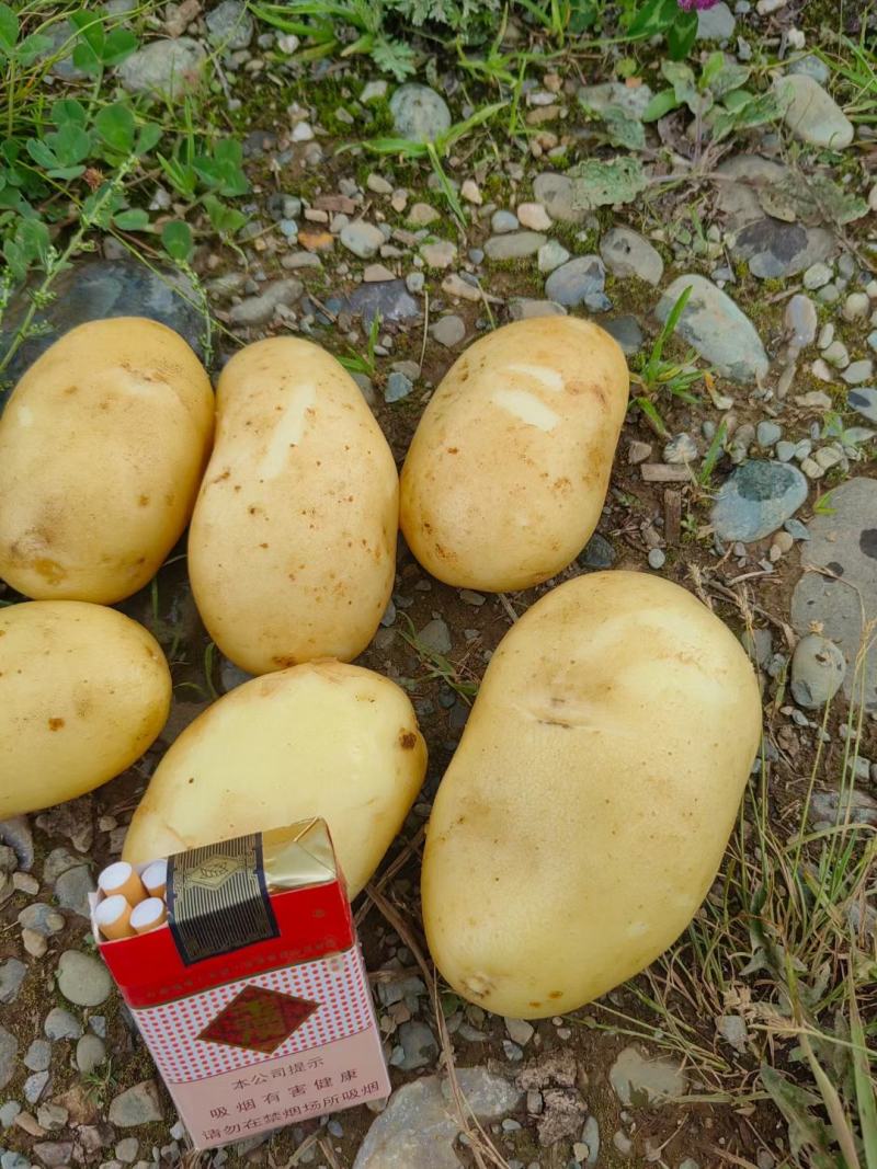 精品土豆黄心土豆一手货源产地实力供货颜色好薯型好价格便宜