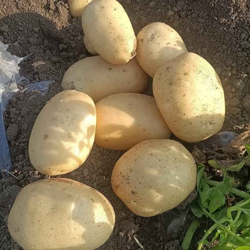 精品土豆黄心土豆一手货源产地实力供货颜色好薯型好价格便宜