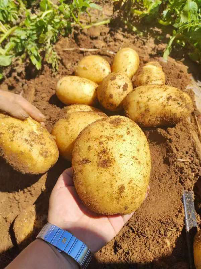 精品土豆黄心土豆一手货源产地实力供货颜色好薯型好价格便宜