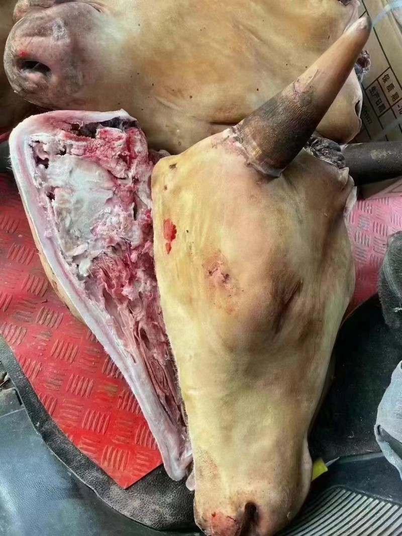 鲁西黄牛火烧去毛牛头长期大量有货可以按要求挑选