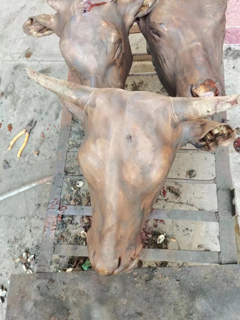 鲁西黄牛火烧去毛牛头长期大量有货可以按要求挑选