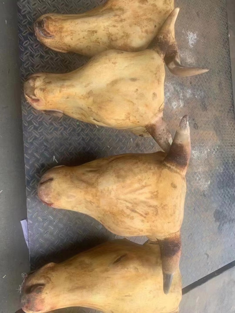 鲁西黄牛火烧去毛牛头长期大量有货可以按要求挑选