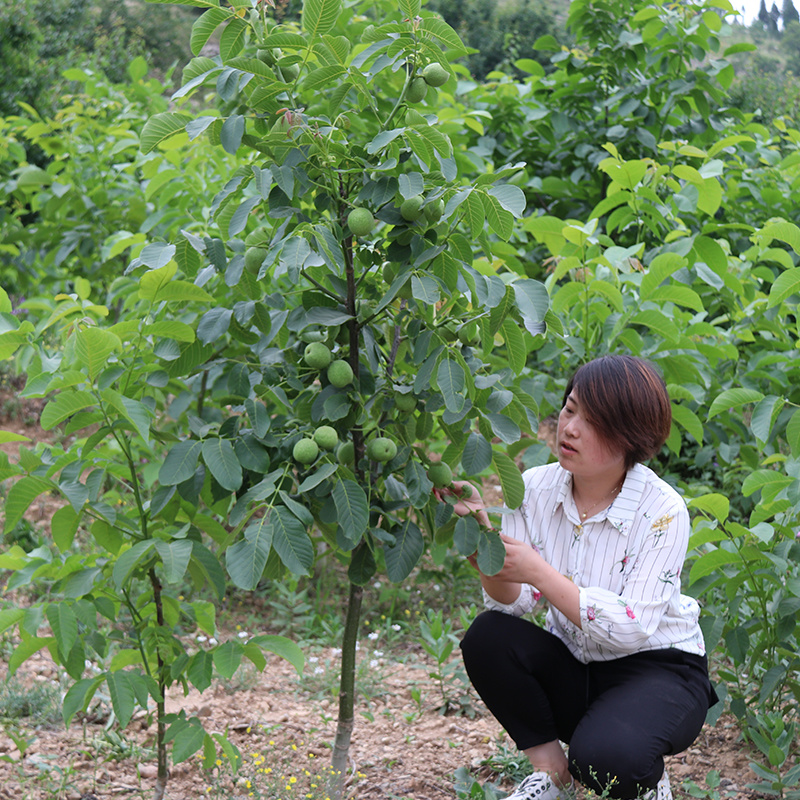 薄皮核桃树苗8518薄皮纸核桃苗9818核桃树苗