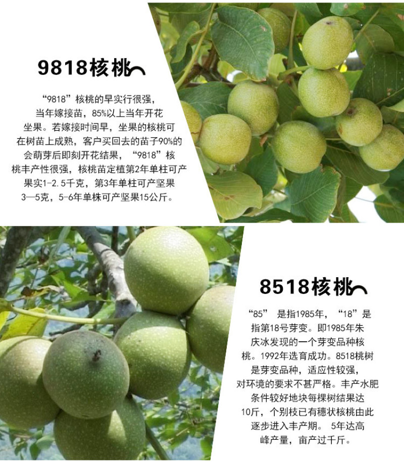 薄皮核桃树苗8518薄皮纸核桃苗9818核桃树苗