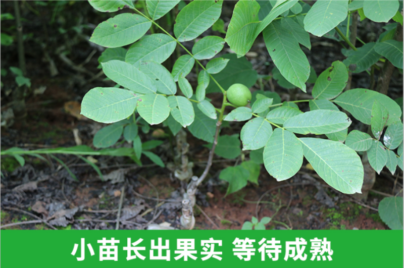 薄皮核桃树苗8518薄皮纸核桃苗9818核桃树苗