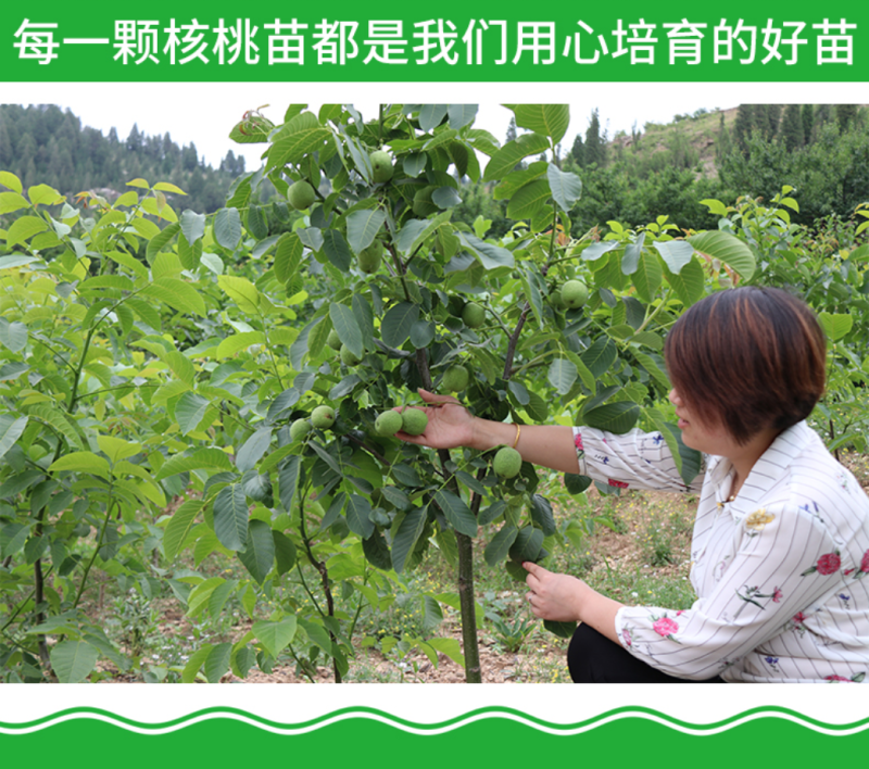 薄皮核桃树苗8518薄皮纸核桃苗9818核桃树苗