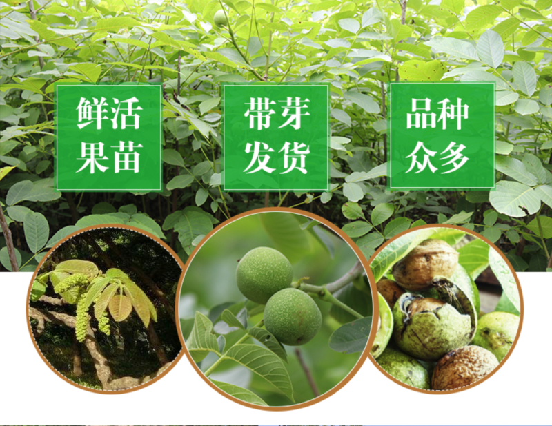 薄皮核桃树苗8518薄皮纸核桃苗9818核桃树苗