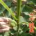 薄皮核桃树苗8518薄皮纸核桃苗9818核桃树苗