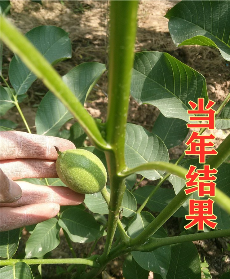 薄皮核桃树苗8518薄皮纸核桃苗9818核桃树苗