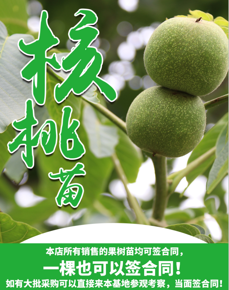 薄皮核桃树苗8518薄皮纸核桃苗9818核桃树苗