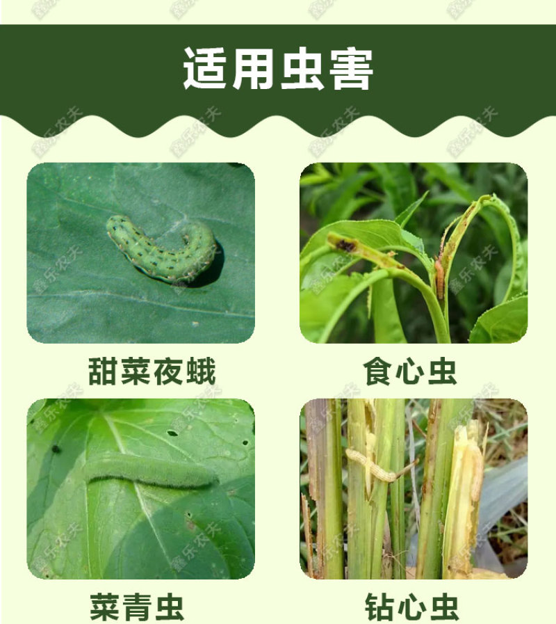 虫螨腈氯虫苯甲酰胺杀虫甜菜夜蛾菜青虫二化螟水稻卷叶螟喷雾