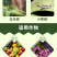 虫螨腈氯虫苯甲酰胺杀虫甜菜夜蛾菜青虫二化螟水稻卷叶螟喷雾