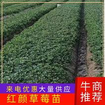 【推荐】安徽草莓苗大叶红颜草莓苗，无病害成活率高提供指导