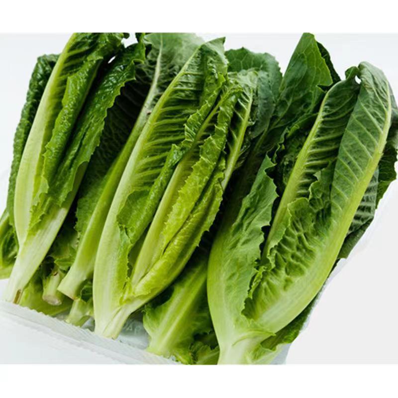 罗马直立生菜种子口感好生长速度快耐运输耐寒性好优质良种