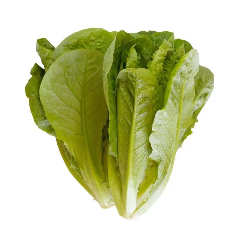 罗马直立生菜种子口感好生长速度快耐运输耐寒性好优质良种