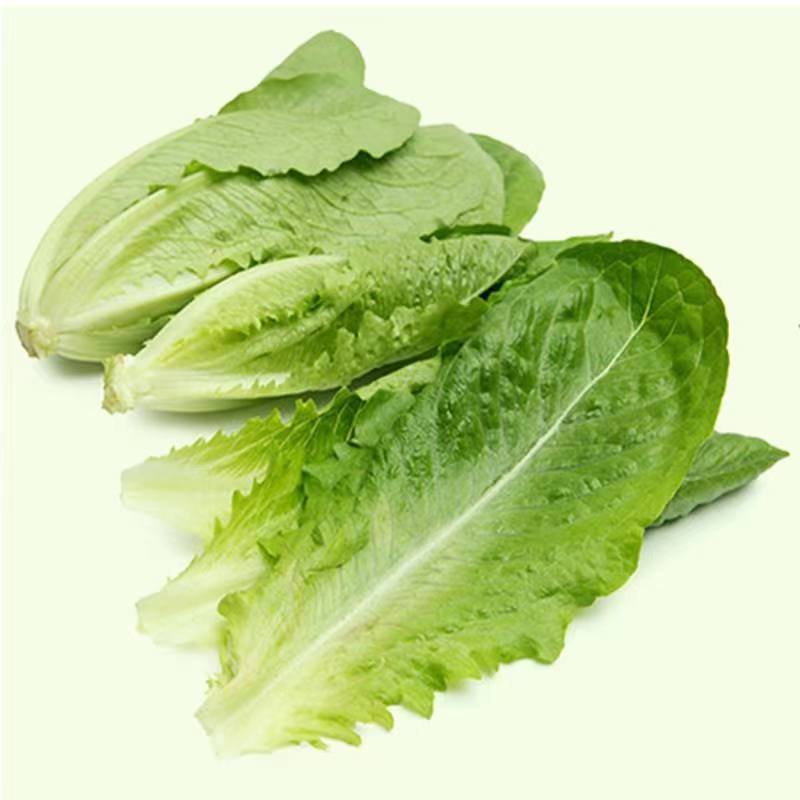 罗马直立生菜种子口感好生长速度快耐运输耐寒性好优质良种
