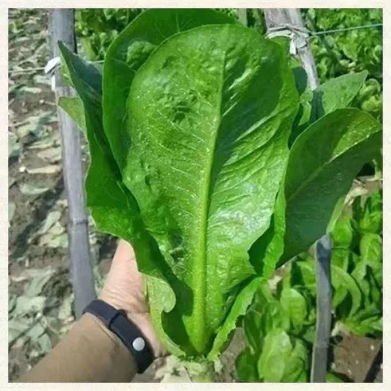 罗马直立生菜种子口感好生长速度快耐运输耐寒性好优质良种