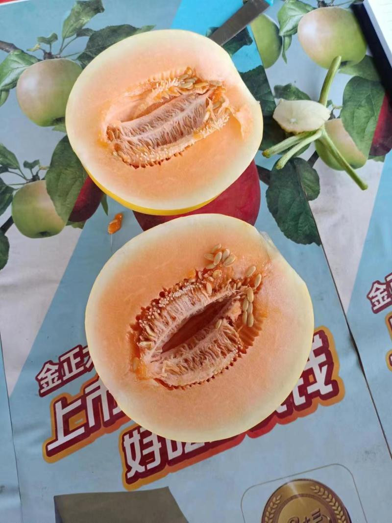 【热卖】甘肃黄金瓜大量上市基地直发诚信经营