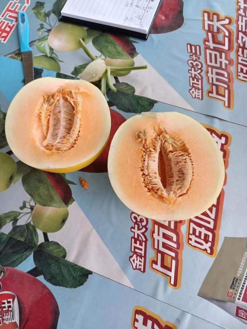 【热卖】甘肃黄金瓜大量上市基地直发诚信经营
