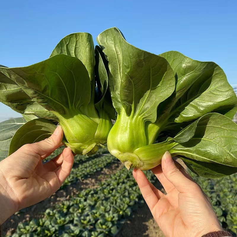 苏州青青梗菜种子叶片平滑叶柄宽厚抗病性强适应性广泛