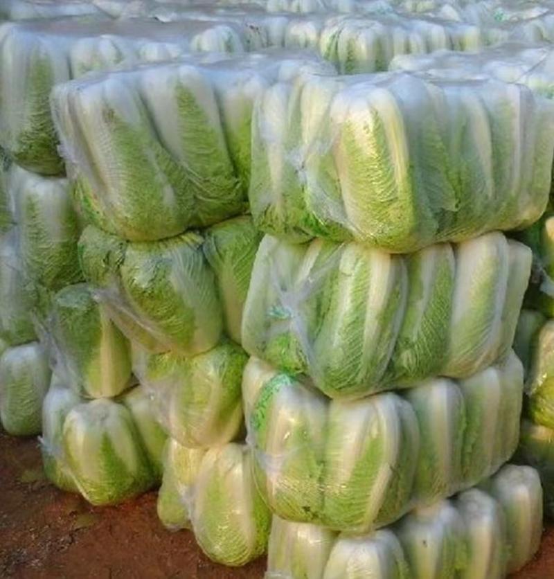颗颗十八斤白菜种子包心紧实结球快品质好耐贮存适应性广