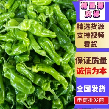 鲜辣椒芜湖椒（薄皮椒），产地直供，量大、合作共赢。