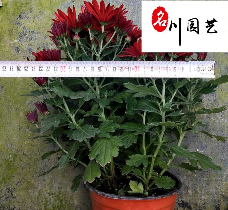 常年供应荷兰菊耐寒好养易活优质苗木批发基地耐寒花卉