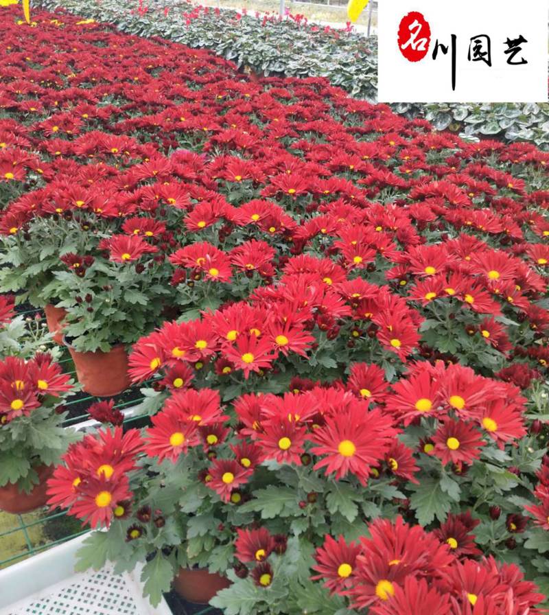 常年供应荷兰菊耐寒好养易活优质苗木批发基地耐寒花卉