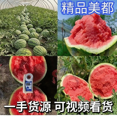 [麒麟西瓜批发]河南商丘睢县西瓜 0.30元/斤《客来敬》美都麒 _ 一亩田