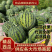 云南麒麟西瓜，物美价廉，糖度13+质量保证，重的是诚信
