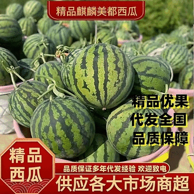 云南麒麟西瓜，物美价廉，糖度13+质量保证，重的是诚信