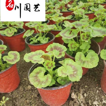 厂家直供地被草花虎耳草多年生彩叶绿植园林庭院地栽盆栽