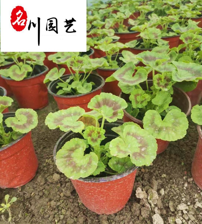 厂家直供地被草花虎耳草多年生彩叶绿植园林庭院地栽盆栽