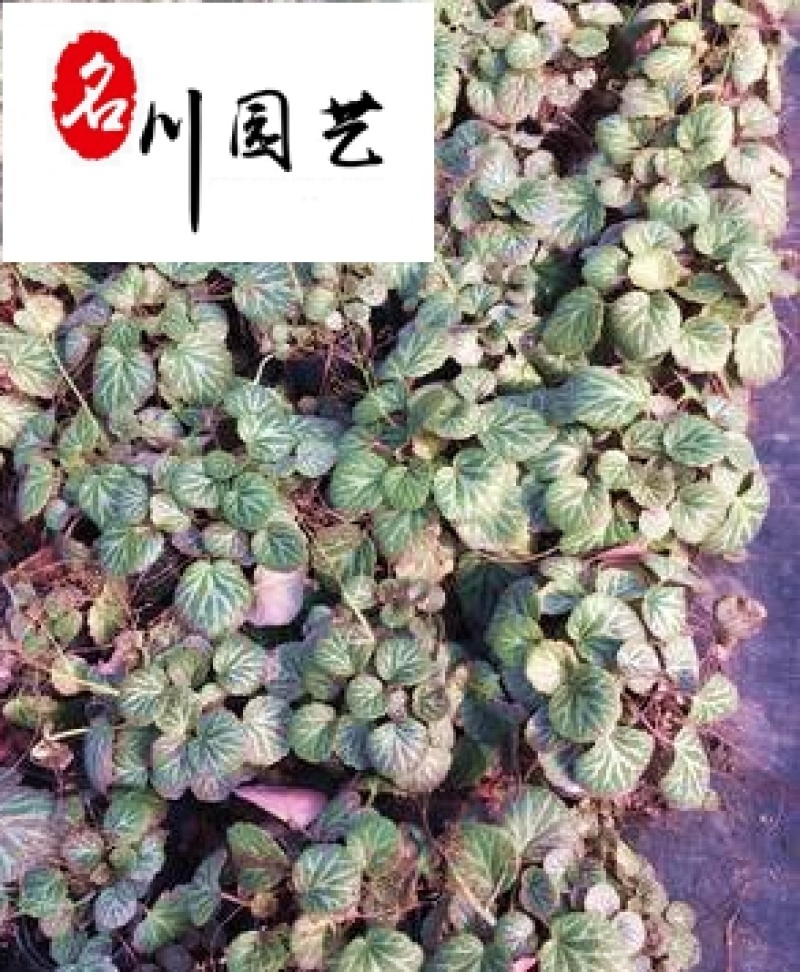 厂家直供地被草花虎耳草多年生彩叶绿植园林庭院地栽盆栽