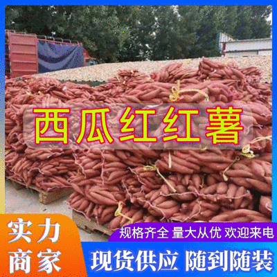 河南开封尉氏精品西瓜红红薯窖藏大吨位质量好货源充足