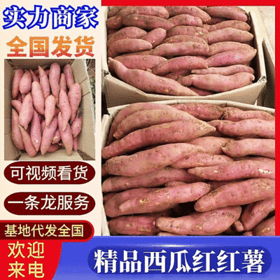 河南红薯开封尉氏沙土地西瓜红红薯产地批发价格便宜