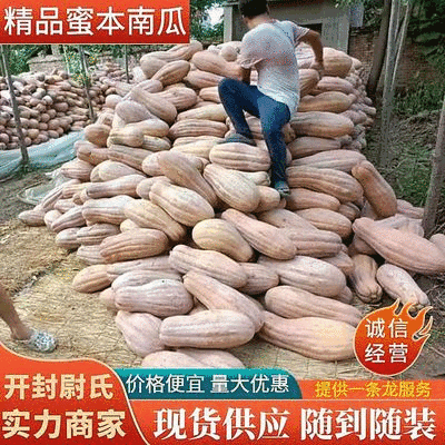 《实力商家》密本南瓜，河南南瓜，开封蜜本南瓜，大吨位供应