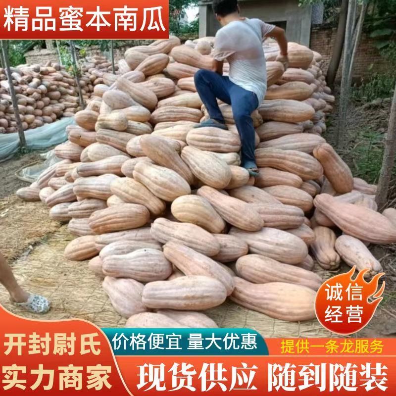 《实力商家》密本南瓜，河南南瓜，开封蜜本南瓜，大吨位供应