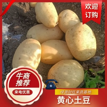 精品土豆黄心土豆一手货源产地实力供货颜色好薯型好价格便宜