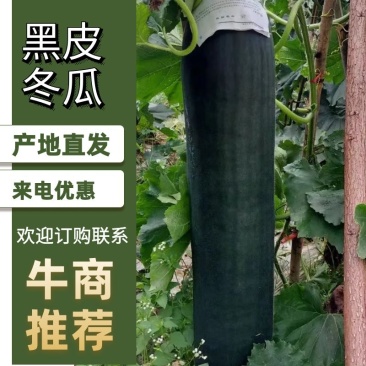 广西黑皮冬瓜产地直供量大从优市场代发全国欢迎电联
