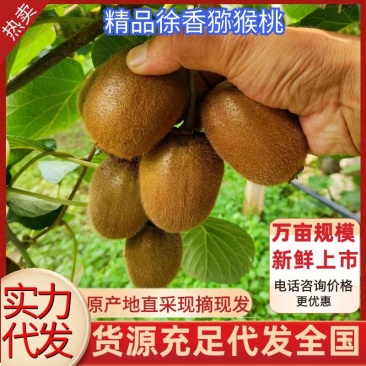 猕猴桃河南徐香猕猴桃大量现货万亩产地源头直发可视频看货