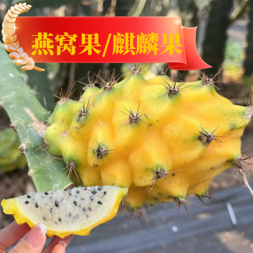 海南燕窝果麒麟果水果产地直供